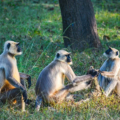 10月11日免费节点分享|20M/S，V2ray节点/Singbox节点/Clash节点/SSR节点|免费上网梯子每天更新